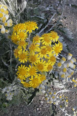 Senecio cineraria \ Aschen-Greiskraut, Silber-Greiskraut / Silver Ragwort, Dusty Miller, F Montagne du Luberon 9.6.2006