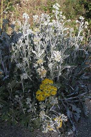 Senecio cineraria \ Aschen-Greiskraut, Silber-Greiskraut / Silver Ragwort, Dusty Miller, F Montagne du Luberon 9.6.2006