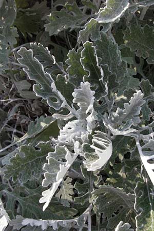 Senecio cineraria \ Aschen-Greiskraut, F Montagne du Luberon 9.6.2006