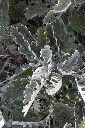 Senecio cineraria \ Aschen-Greiskraut, Silber-Greiskraut / Silver Ragwort, Dusty Miller, F Montagne du Luberon 9.6.2006