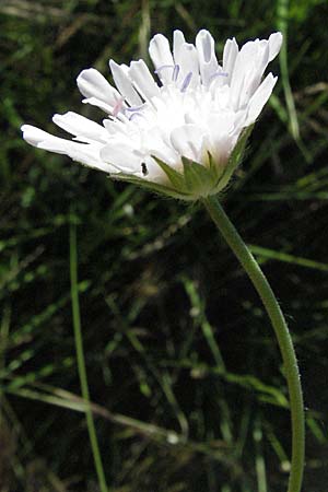 Knautia integrifolia / Whole-Leaved Scabious, F Maures, Vidauban 12.5.2007