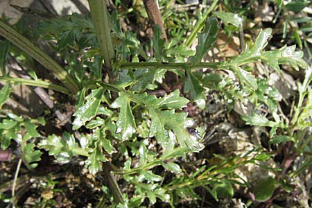 Scrophularia canina \ Hunds-Braunwurz, F Causse du Larzac 15.5.2007