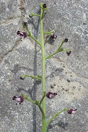 Scrophularia canina \ Hunds-Braunwurz, F Causse du Larzac 15.5.2007