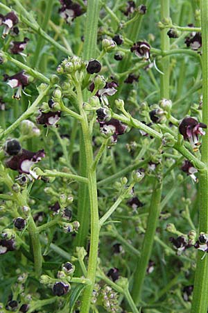 Scrophularia canina \ Hunds-Braunwurz, F Causse du Larzac 15.5.2007