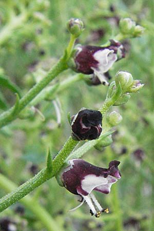 Scrophularia canina \ Hunds-Braunwurz / French Figwort, F Causse du Larzac 15.5.2007