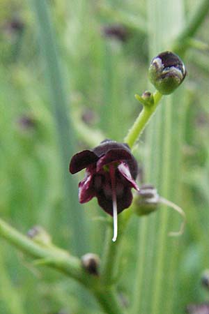 Scrophularia canina \ Hunds-Braunwurz / French Figwort, F Causse du Larzac 15.5.2007