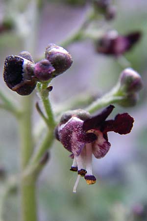 Scrophularia juratensis \ Jura-Braunwurz / Jura-Figwort, F Col du Galibier 21.6.2008