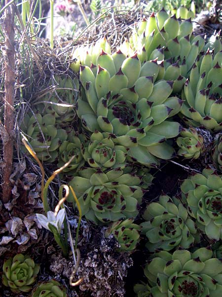 Sempervivum calcareum \ Kalk-Hauswurz / Lime House-Leek, F Col de Gleize 22.6.2008