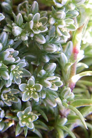 Scleranthus perennis / Perennial Knawel, F Pyrenees, Err 26.6.2008