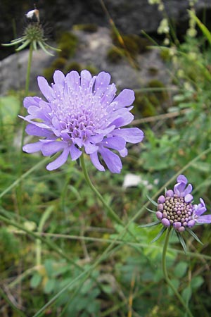 Scabiosa columbaria \ Tauben-Skabiose / Small Scabious, F Pyrenäen/Pyrenees, Col de Pourtalet 25.8.2011