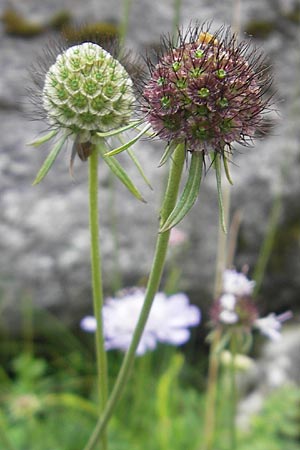 Scabiosa columbaria \ Tauben-Skabiose, F Pyrenäen, Col de Pourtalet 25.8.2011