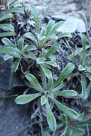 Saxifraga cotyledon \ Strau-Steinbrech / Pyramidal Saxifrage, F Gorges du Bachelard 9.7.2016