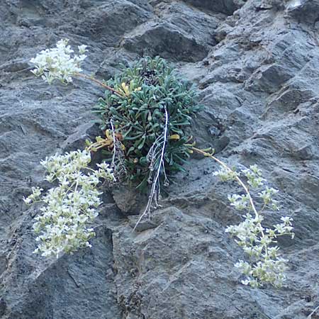 Saxifraga cotyledon \ Strau-Steinbrech / Pyramidal Saxifrage, F Gorges du Bachelard 9.7.2016