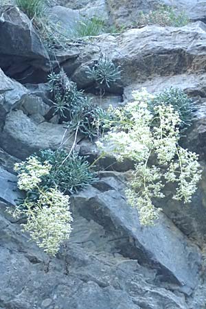 Saxifraga cotyledon \ Strau-Steinbrech / Pyramidal Saxifrage, F Gorges du Bachelard 9.7.2016