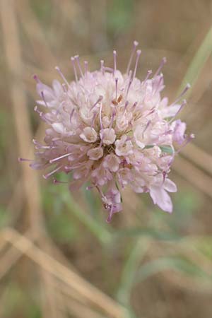 Scabiosa atropurpurea / Sweet Scabious, F Pyrenees, Ille-sur-Tet 22.7.2018