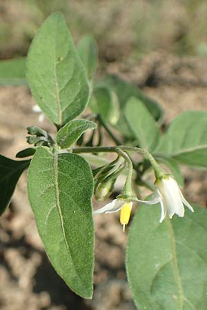 Solanum chenopodioides \ Gnsefublttriger Nachtschatten, Zierlicher Nachtschatten / Whitetip Nightshade, Goosefoot Nightshade, F Pyrenäen/Pyrenees, Ansignan 23.7.2018