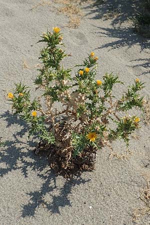 Scolymus hispanicus \ Spanische Golddistel / Common Golden Thistle, F Canet-en-Roussillon 27.7.2018