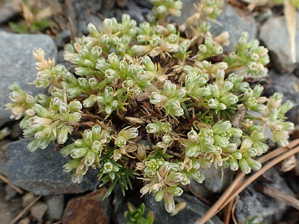 Scleranthus polycarpos \ Triften-Knuelkraut / German Knotweed, F Pyrenäen/Pyrenees, Puigmal 29.7.2018