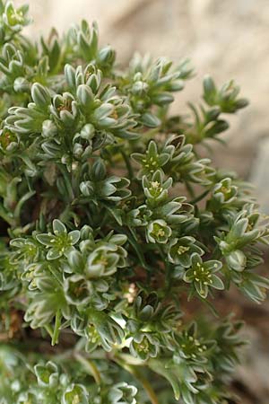 Scleranthus perennis \ Ausdauerndes Knäuelkraut / Perennial Knawel, F Pyrenäen/Pyrenees, Puigmal 1.8.2018