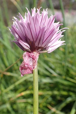 Allium schoenoprasum / Chives, F Pyrenees, Eyne 4.8.2018