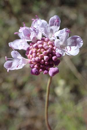 Scabiosa columbaria \ Tauben-Skabiose, F Remollon 6.10.2021