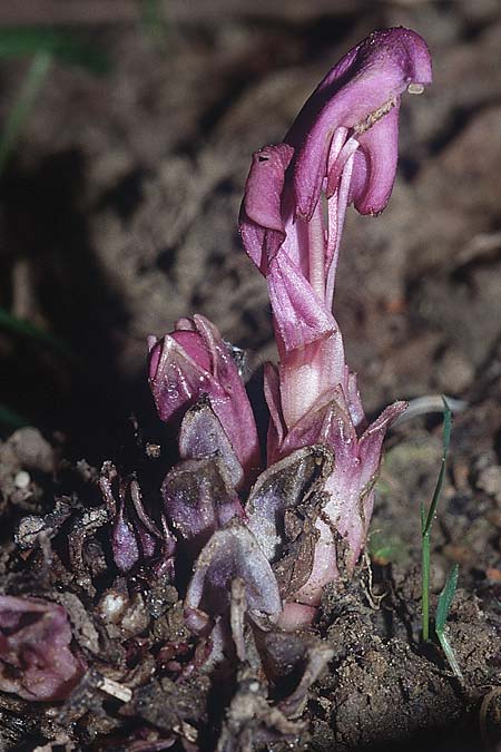 Lathraea clandestina \ Schuppenwurz / Purple Toothwort, F Corbières, Bugarach 1.5.2002