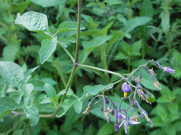 Solanum dulcamara \ Bitterser Nachtschatten / Bittersweet, F Les Baux 10.6.2006