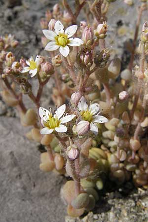 Sedum dasyphyllum \ Dickblttriger Mauerpfeffer / Corsian Stonecrop, F Cirque de Navacelles 30.5.2009