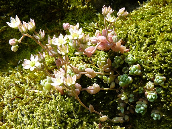 Sedum dasyphyllum \ Dickblttriger Mauerpfeffer / Corsian Stonecrop, F Rimbach-pres-Masevaux 6.8.2008