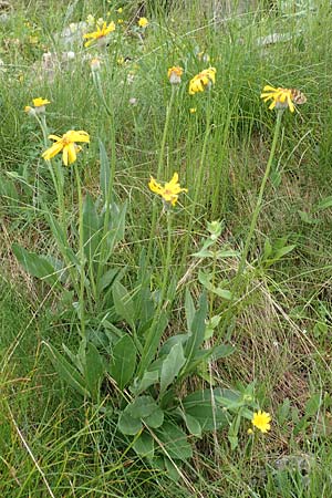 Senecio doronicum subsp. gerardii \ Gerards Greiskraut, F Col de la Bonette 8.7.2016