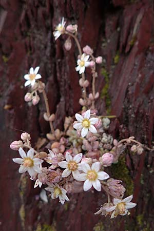 Sedum dasyphyllum \ Dickblttriger Mauerpfeffer / Corsian Stonecrop, F S. Sauveur-sur-Tinée 30.4.2023