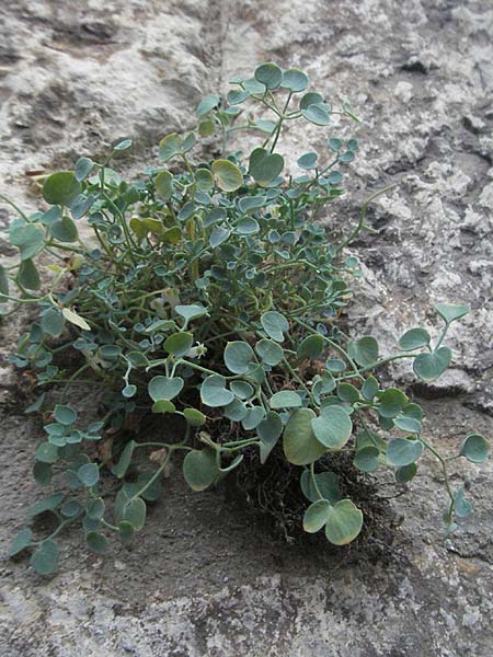 Sarcocapnos enneaphylla \ Neunblttriger Dicksporn / Nine-Leaved Sarcocapnos, F Pyrenäen/Pyrenees, Villefranche de Conflent 8.8.2006