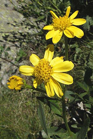 Senecio pyrenaicus \ Pyrenen-Greiskraut, F Pyrenäen, Eyne 9.8.2006