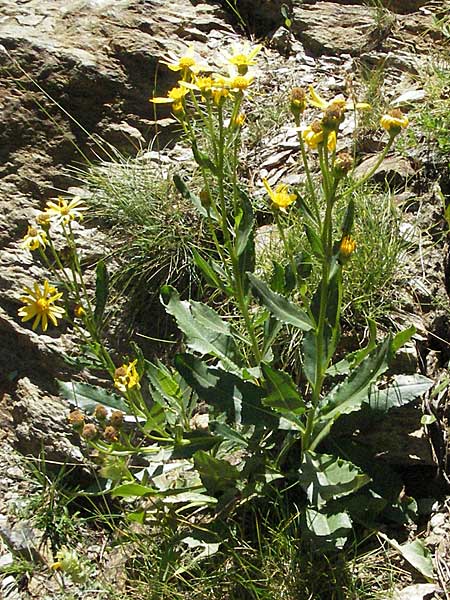 Senecio pyrenaicus \ Pyrenen-Greiskraut, F Pyrenäen, Eyne 9.8.2006