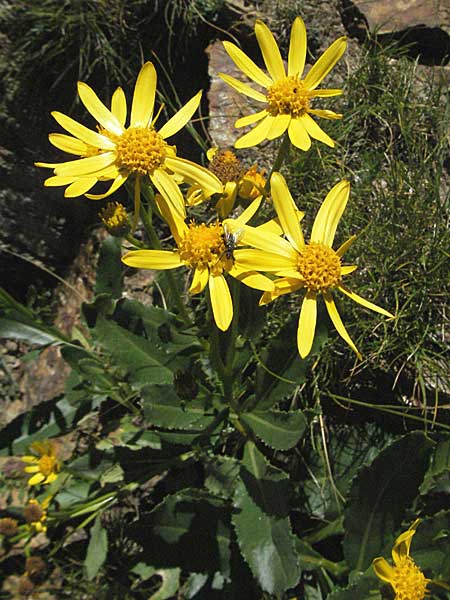 Senecio pyrenaicus \ Pyrenen-Greiskraut, F Pyrenäen, Eyne 9.8.2006