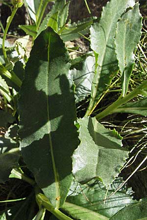 Senecio pyrenaicus \ Pyrenen-Greiskraut, F Pyrenäen, Eyne 9.8.2006