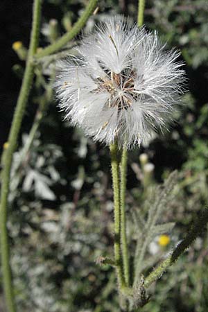 Senecio viscosus \ Klebriges Greiskraut / Sticky Groundsel, F Pyrenäen/Pyrenees, Err 10.8.2006