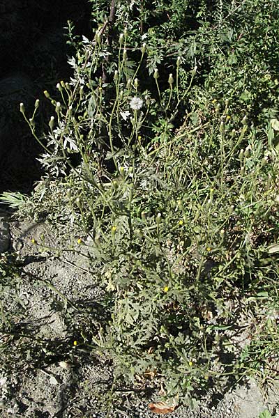 Senecio viscosus \ Klebriges Greiskraut / Sticky Groundsel, F Pyrenäen/Pyrenees, Err 10.8.2006