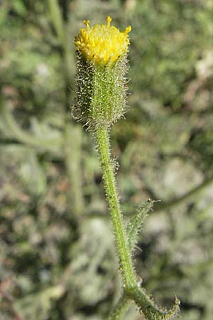 Senecio viscosus \ Klebriges Greiskraut, F Pyrenäen, Err 10.8.2006