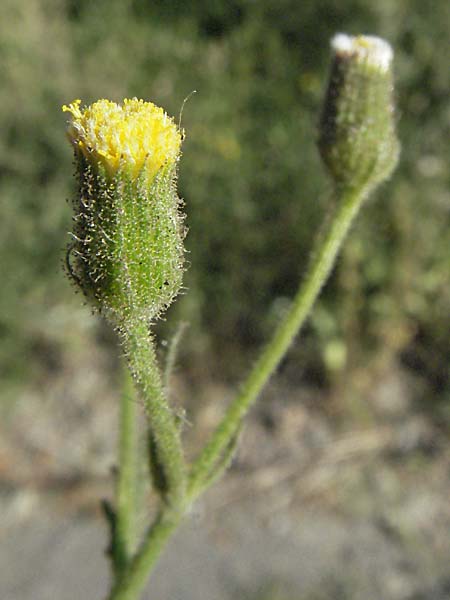 Senecio viscosus \ Klebriges Greiskraut / Sticky Groundsel, F Pyrenäen/Pyrenees, Err 10.8.2006