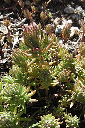 Sedum forsterianum \ Zierliche Felsen-Fetthenne / Rock Stonecrop, Welsh Stonecrop, Andorra Grau Roig 10.8.2006