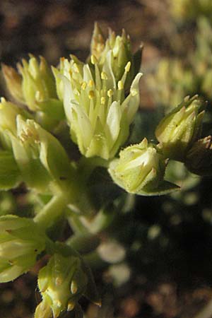 Sedum sediforme \ Nizza-Mauerpfeffer / Pale Stonecrop, F Maures, Bois de Rouquan 12.5.2007