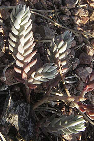 Sedum sediforme \ Nizza-Mauerpfeffer / Pale Stonecrop, F Maures, Bois de Rouquan 12.5.2007