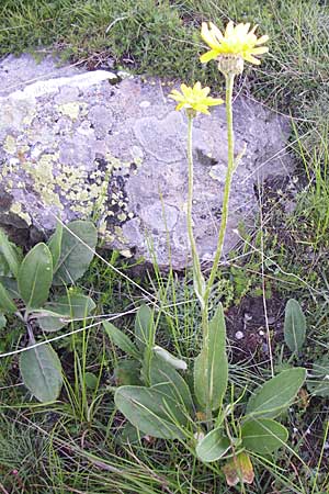 Senecio doronicum subsp. gerardii \ Gerards Greiskraut / Gerard's Ragwort, F Col de Granon 22.6.2008