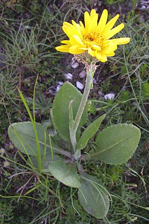 Senecio doronicum subsp. gerardii \ Gerards Greiskraut, F Col de Granon 22.6.2008