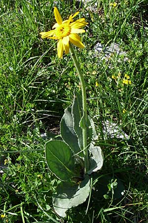 Senecio doronicum subsp. gerardii \ Gerards Greiskraut / Gerard's Ragwort, F Col de Gleize 22.6.2008