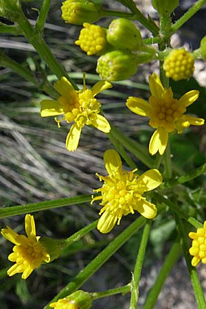 Senecio doria \ Hohes Greiskraut, Fettblttriges Greiskraut / Golden Ragwort, F Grand Canyon du Verdon 23.6.2008