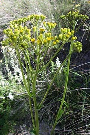 Senecio doria \ Hohes Greiskraut, Fettblttriges Greiskraut / Golden Ragwort, F Grand Canyon du Verdon 23.6.2008