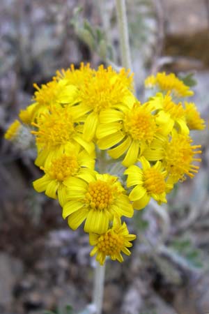 Senecio cineraria \ Aschen-Greiskraut, Silber-Greiskraut / Silver Ragwort, Dusty Miller, F Grand Canyon du Verdon 23.6.2008