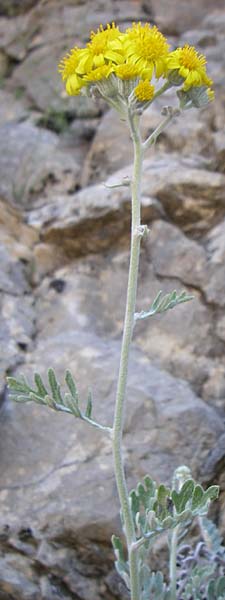 Senecio cineraria \ Aschen-Greiskraut, F Grand Canyon du Verdon 23.6.2008